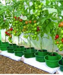 growbags