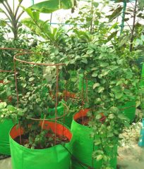terrancegarden-6